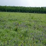 �ɲ�����Ȼ���������